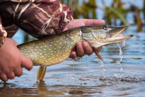 The Red Door Resort Fishing at Lake Mille Lacs in Minnesota