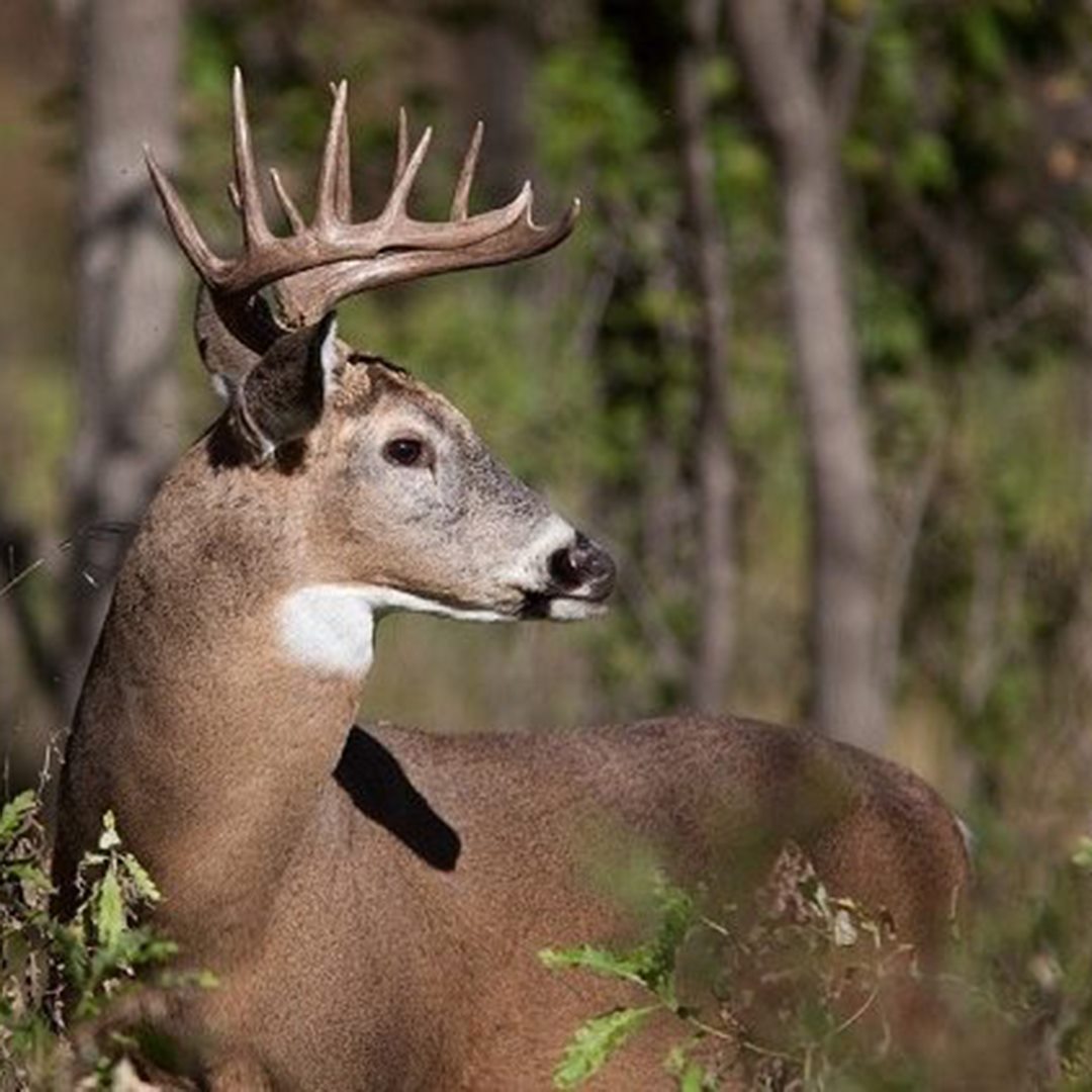 Get Ready for the MN Hunting Season near Mille Lacs with The Red Door