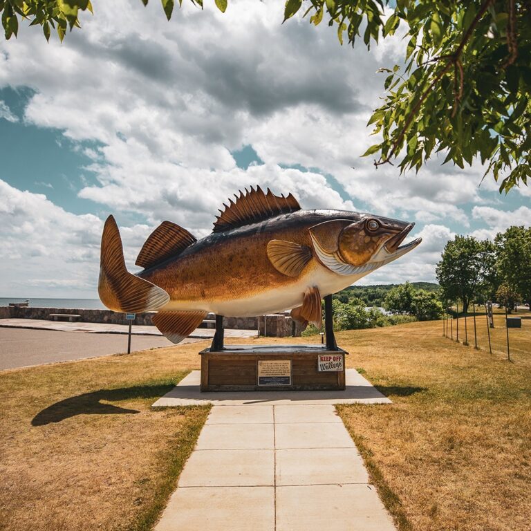 Minnesota Fishing Regulations History of Walleye Regulation Changes on