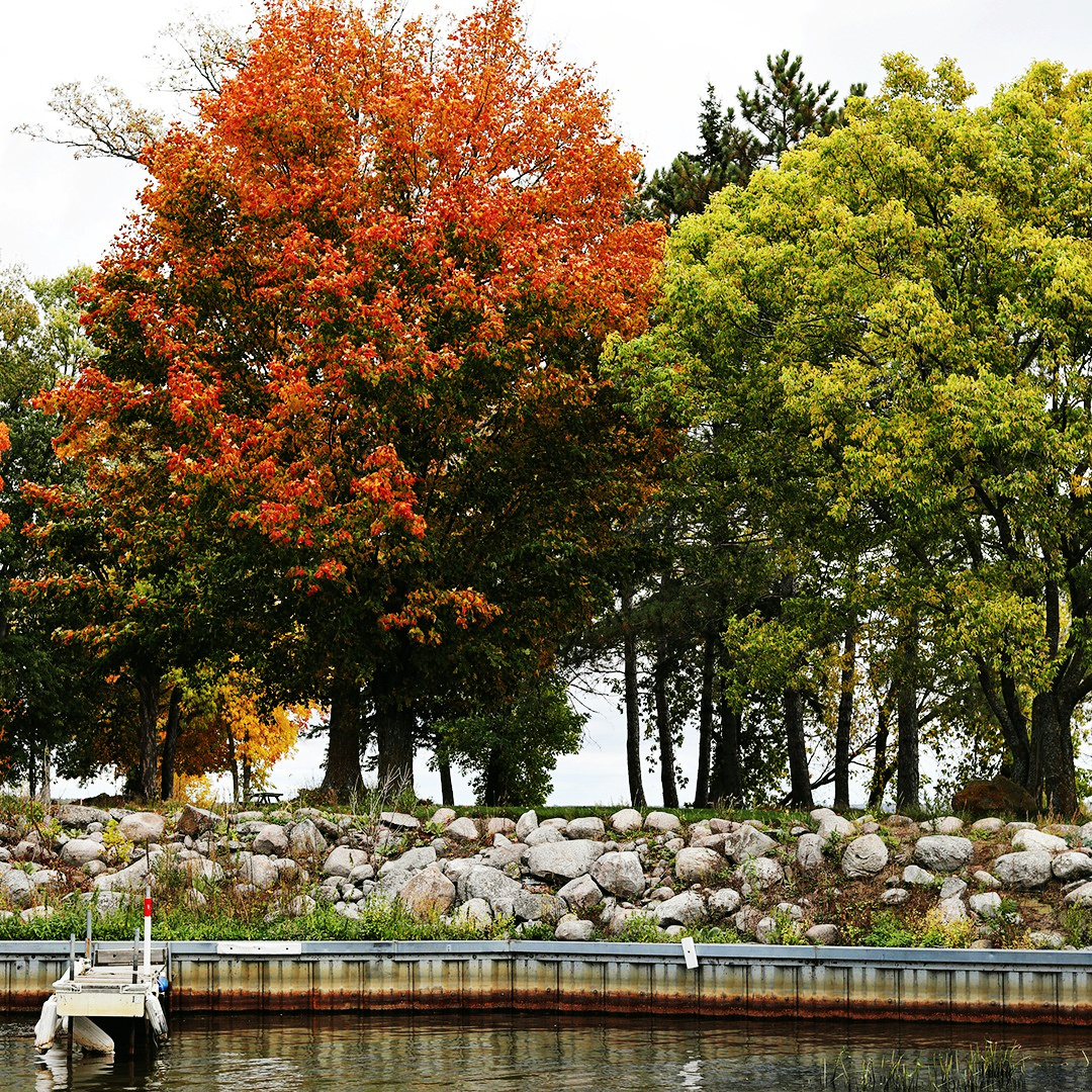 Fall colors on trees along Mille Lacs Lake in Minnesota